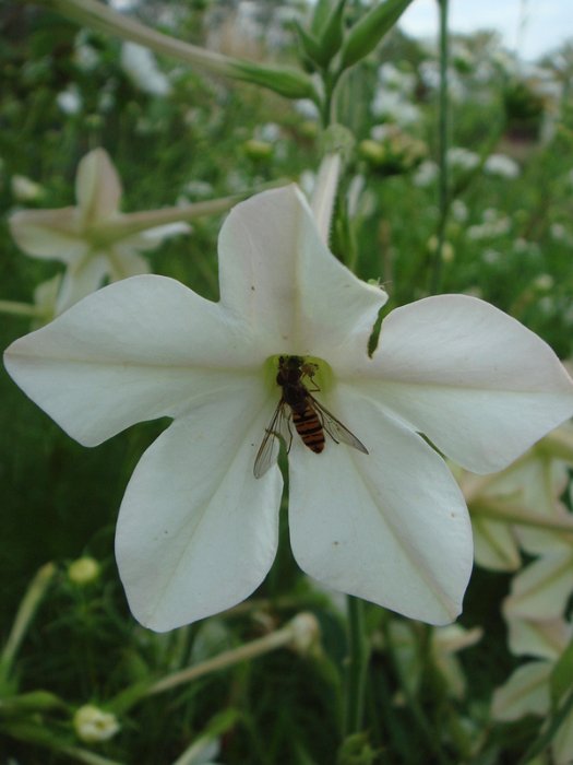 Nicotiana x sanderae 'Sensation blanc' fleur